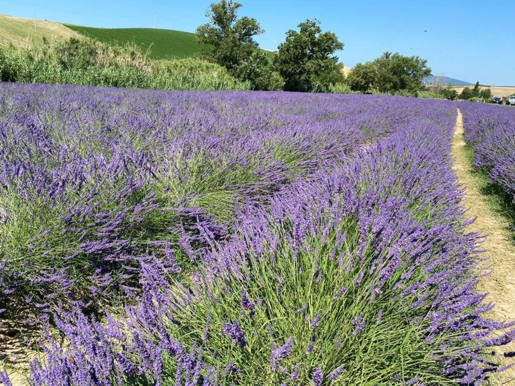 Podere Il Mulino Pieve di Santa Luce エクステリア 写真